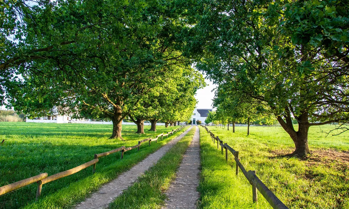 Oak-lined farm road leading to the Rotterdam homestead