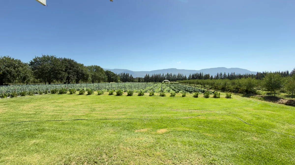 Orchards with mountains in the distance